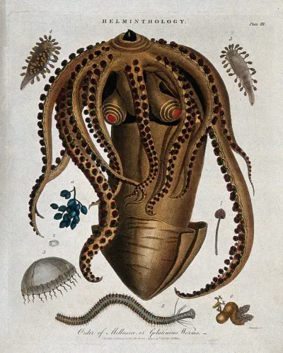 Species of molluscs: gelatinous worms, jellyfish, medusas, etc
