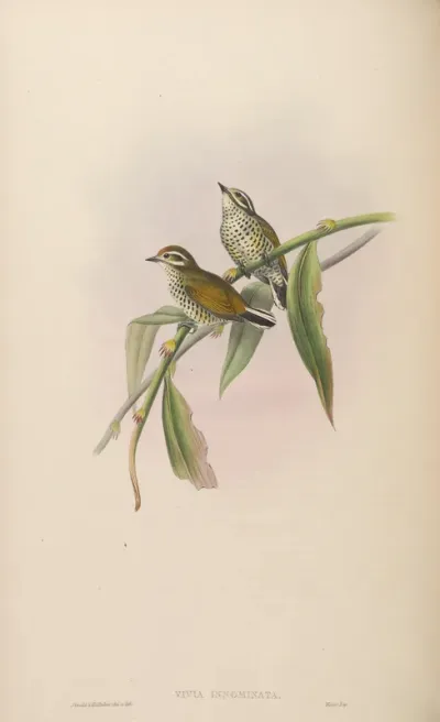 Speckled Piculet
