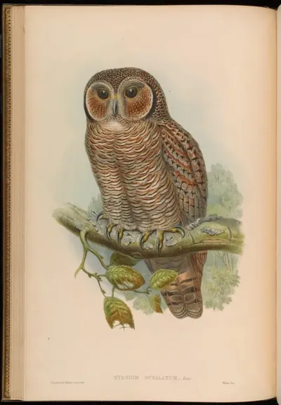 Speckled Wood-Owl