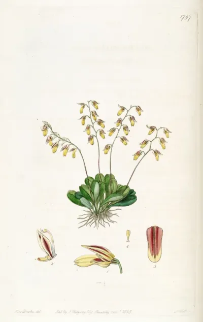Specklinia grobyi