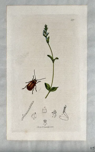 Speedwell plant (Veronica serpyllifolia) with an associated beetle and its anatomical segments