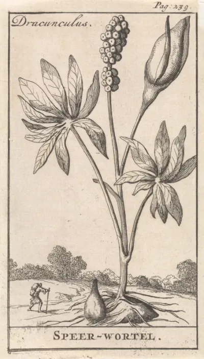 Speerwortel