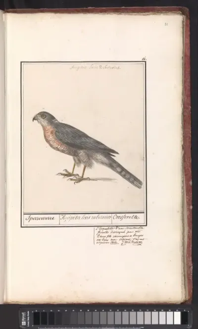 Sperwer (Accipiter nisus)