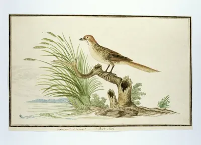 Sphenoeacus afer (Kaapse grasvogel)