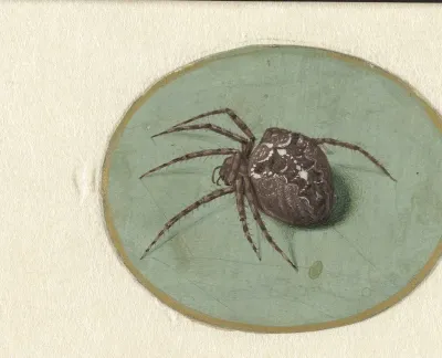 Spider
