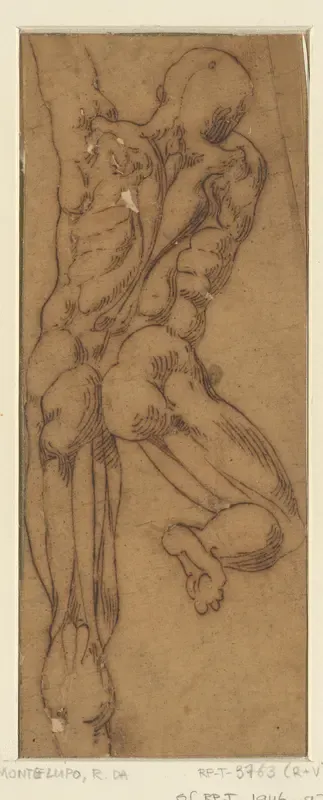 Spierstudie van mannelijk rugfiguur