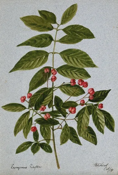 Spindle-tree (Euonymus europea): fruiting stem