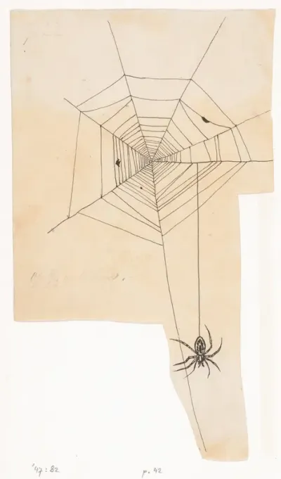 Spinnenweb