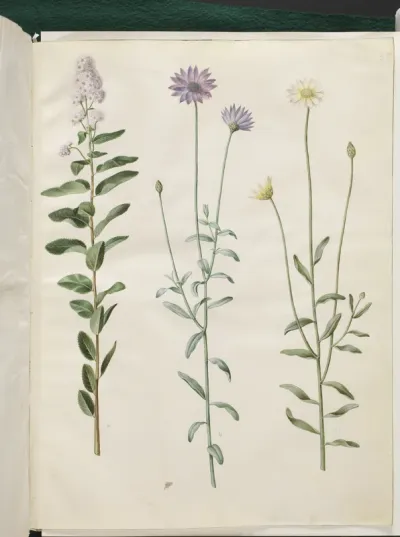 Spiraea salicifolia (pilebladet spiræa); Catananche caerulea (blå rasleblomst)