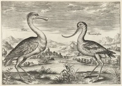 Spoonbill and Avocet