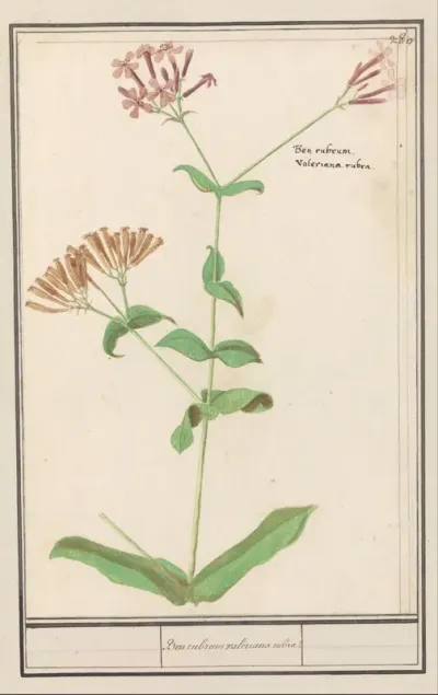 Spoorbloem (Centranthus ruber)