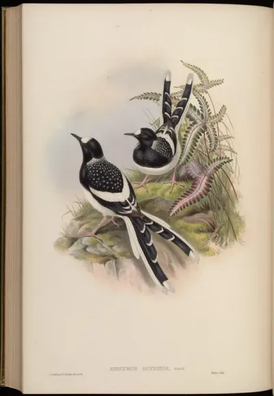 Spotted Forktail