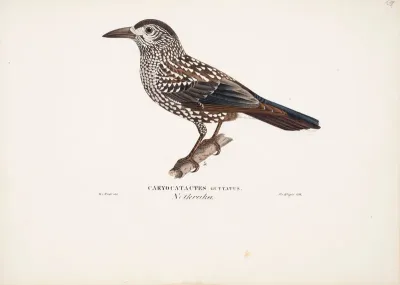 Spotted Nutcracker