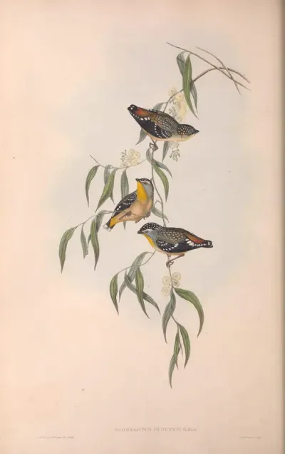 Spotted Pardalote
