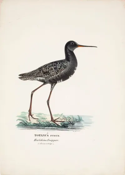 Spotted Redshank in Summer