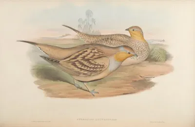 Spotted Sand-Grouse