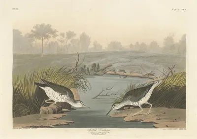 Spotted Sandpiper