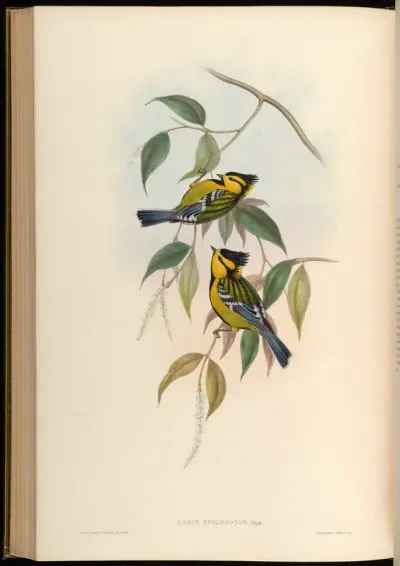 Spotted Tit