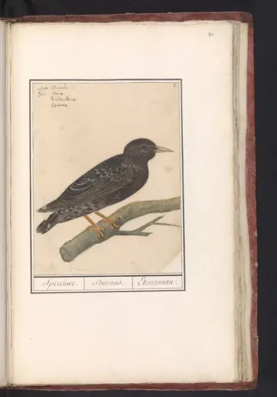 Spreeuw (Sturnus vulgaris)