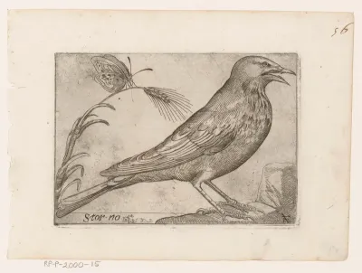 Spreeuw (Sturnus vulgaris)