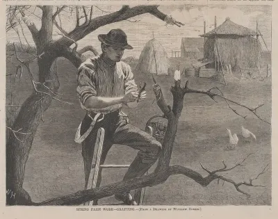 Spring Farm Work – Grafting (from "Harper's Weekly," Vol. XIV)