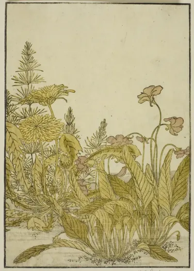 Spring Flowers: Violets and Dandelions, from the book "Mirror of Beautiful Women of the Pleasure Quarters (Seiro bijin awase sugata kagami)," vol. 1