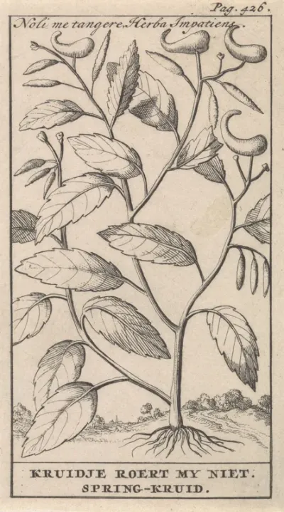 Springkruid