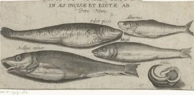 Sprot, karper, harder, kleine kabeljauw en een schelp