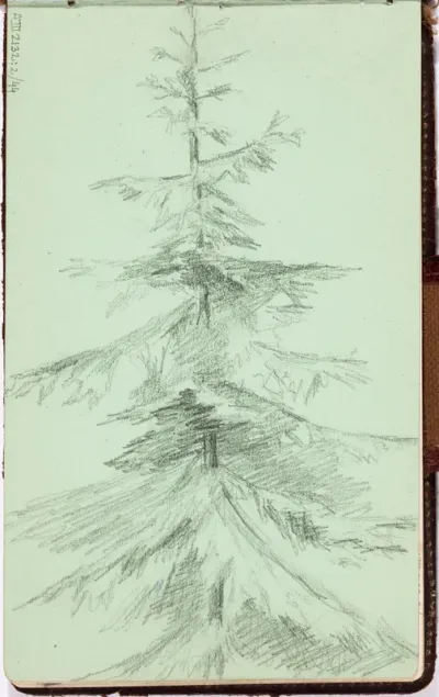 Spruce