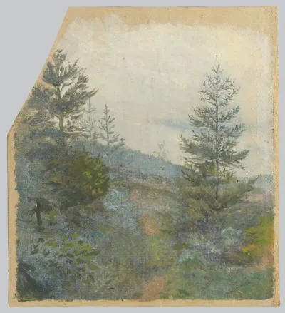 Spruces