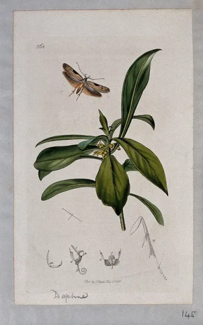 Spurge laurel plant (Daphne laureola) with an associated moth and its anatomical segments