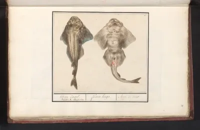 Squatina of vioolrog (Rhinobatidae)