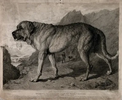 St. Bernard Dog with mountainous background. Etching by T. Landseer after E.H. Landseer