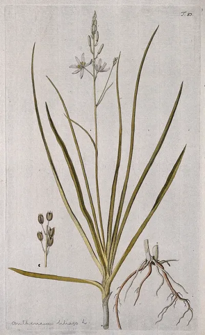 St. Bernard's lily (Anthericum liliago L.): flowering stem with separate rootstock and cluster of fruits. Coloured engraving after F. von Scheidl, 1770
