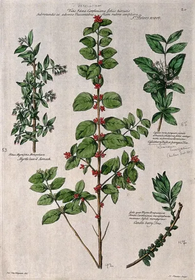 St. Peter's wort, cassioberry bush, myrtle-leaved sumach and candleberry tree. Coloured engraving by H. Fletcher, c. 1730, after J. van Huysum