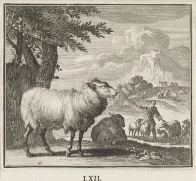 Staand en liggend schaap