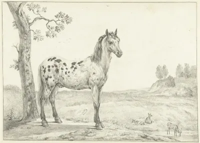 Staand gevlekt paard, naar rechts, in een landschap