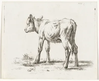 Staand kalf