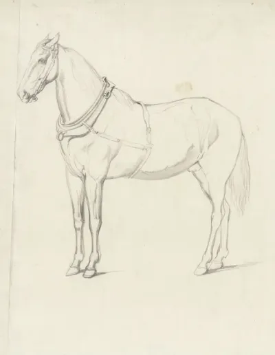 Staand paard, naar links
