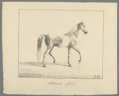Staand paard naar rechts