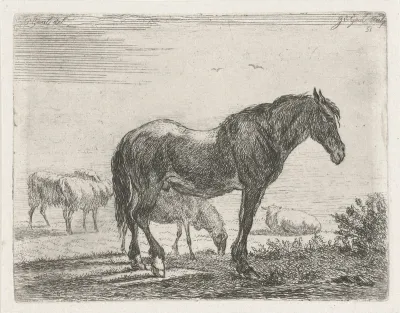 Staand paard voor kudde schapen