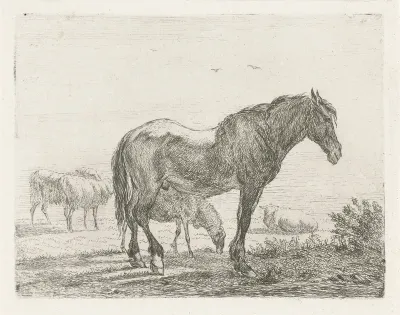Staand paard voor kudde schapen