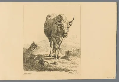 Staand rund