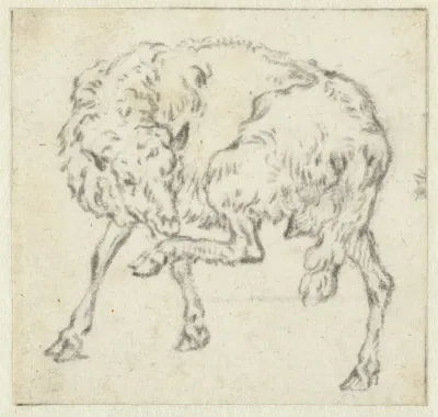 Staand schaap dat zijn achterpoot optilt