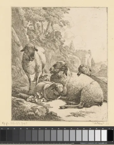 Staand schaap en drie liggende schapen