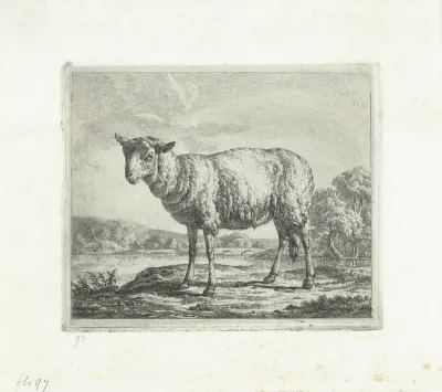 Staand schaap, en profil