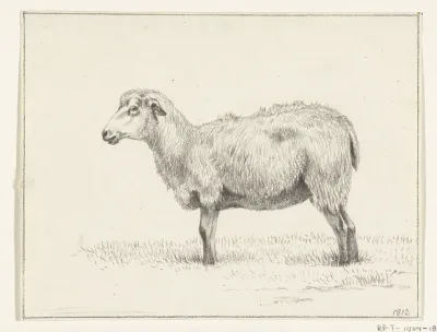 Staand schaap, naar links