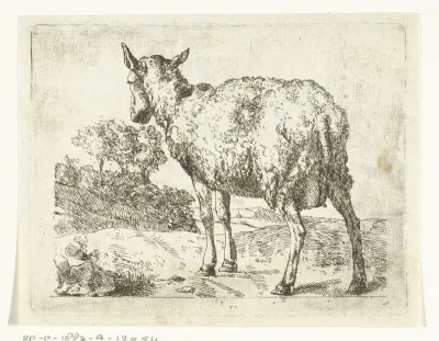 Staand schaap, van achter gezien