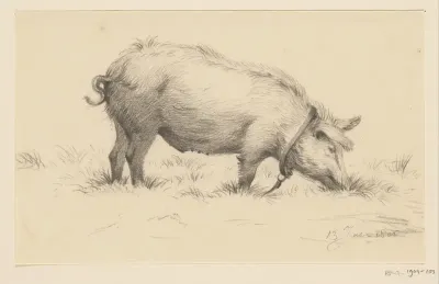 Staand waterend varken, naar rechts, in het gras