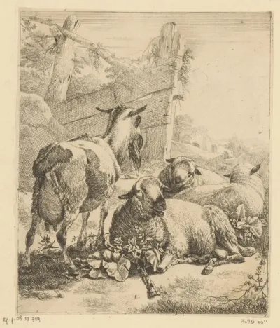 Staande geit en drie liggende schapen